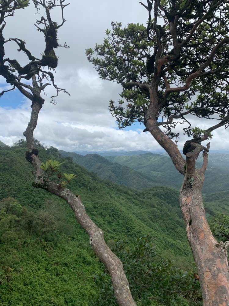 Trail in Ukhrul, Manipur. A short hike with a view to live for. Global code - 7MQP39R5+98